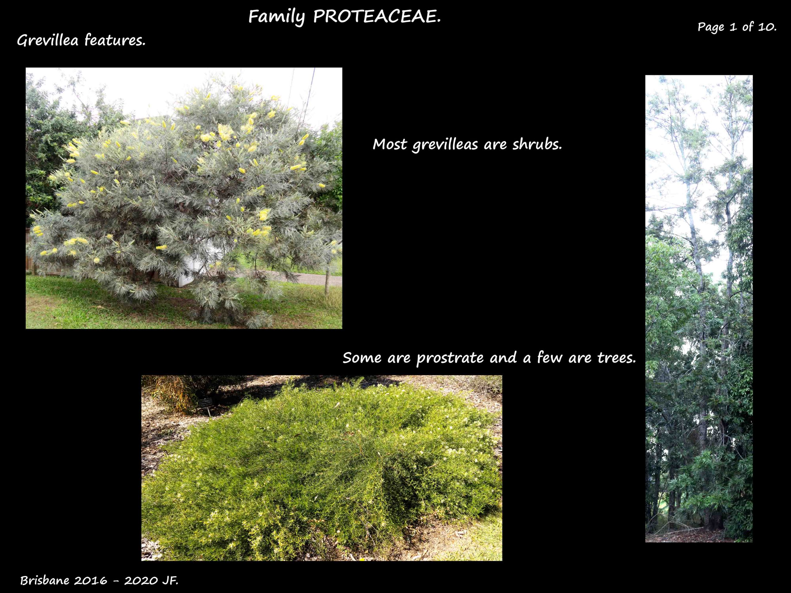 1 Grevillea shrub & tree